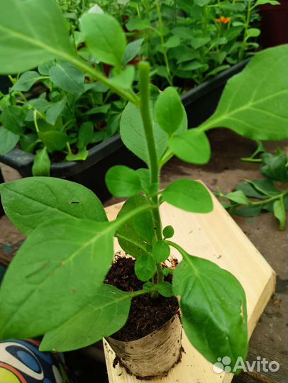 Рассада ампельной петунии