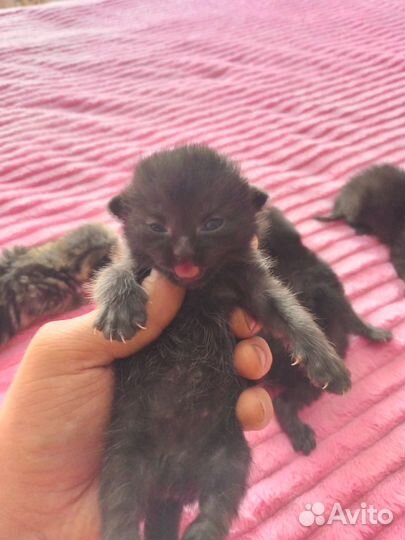 Отдам котенка