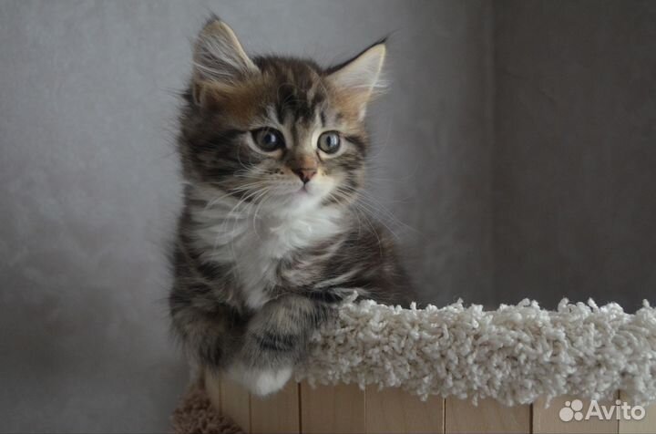 Котята мейн-кун