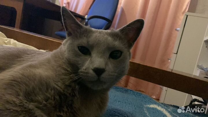 Кошка русская голубая