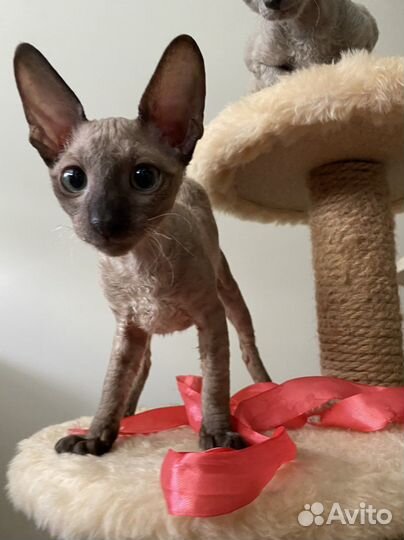 Корниш-рекс котята с документами, 3 мес