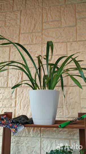 Орхидея цимбидиум