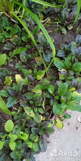 Почвопокровные растения