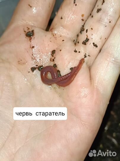 Черви для рыбалки