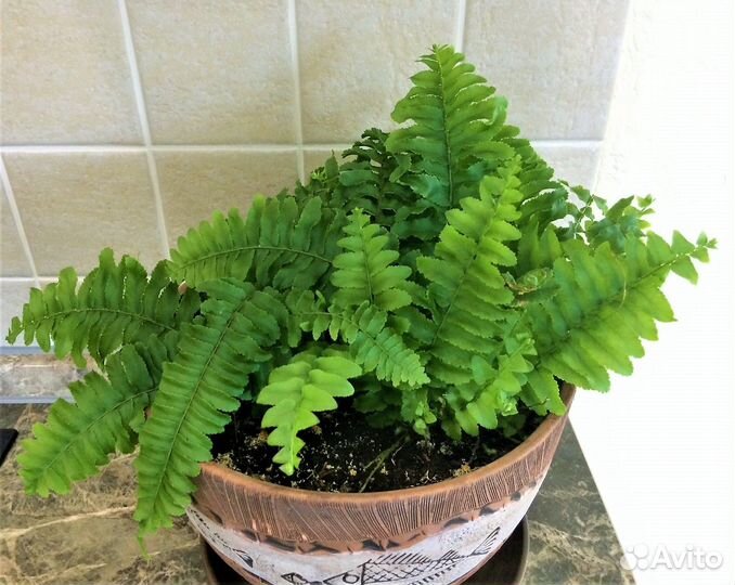Нефролепис (комнатное растение)