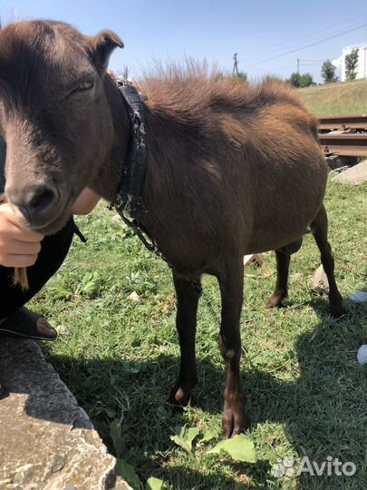 Дойная коза зааненская и козел ламанча