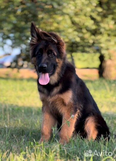 Шоу перспектива) Кобель дш немец