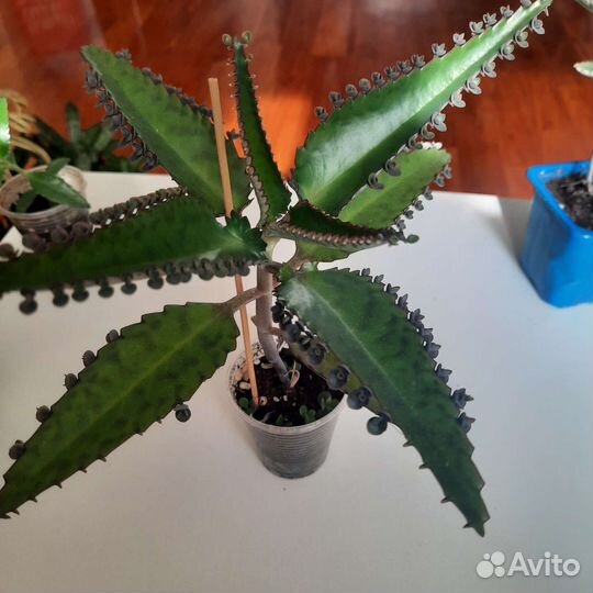 Традеск Рео, Каланхое, Драцена и другие цветочки