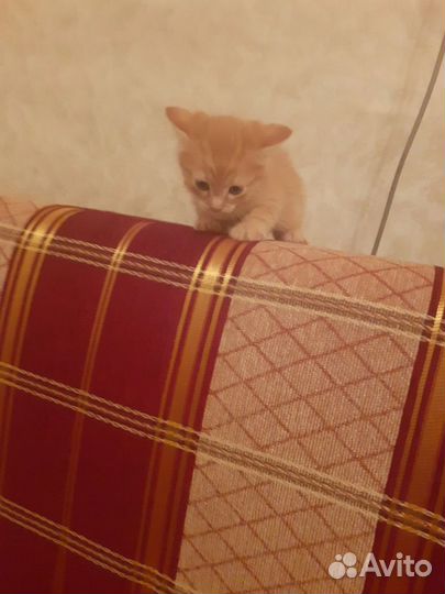 Рыжий котик