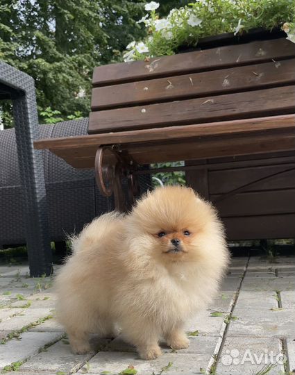 Померанский шпиц девочка