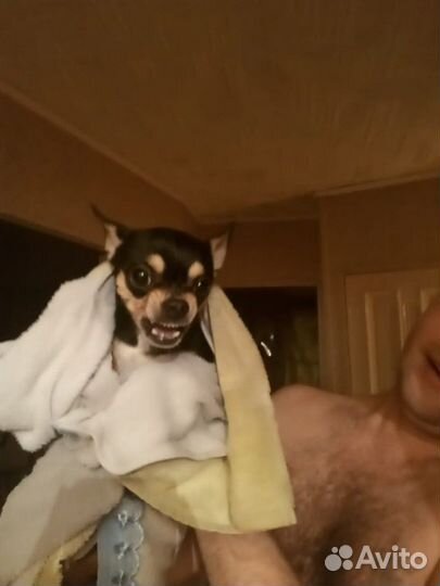 Чихуахуа вязки