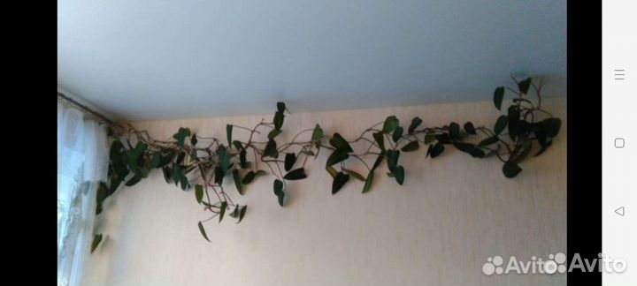 Филодендрон краснеющий, отростки(5шт), бол.горшок