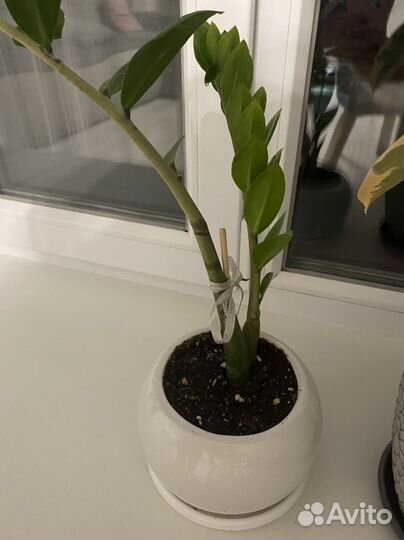 Цветок замиокулькас