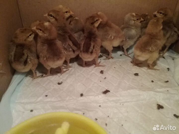 Билефельдер