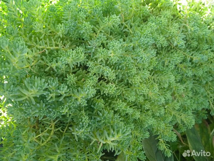 Почвопокровники