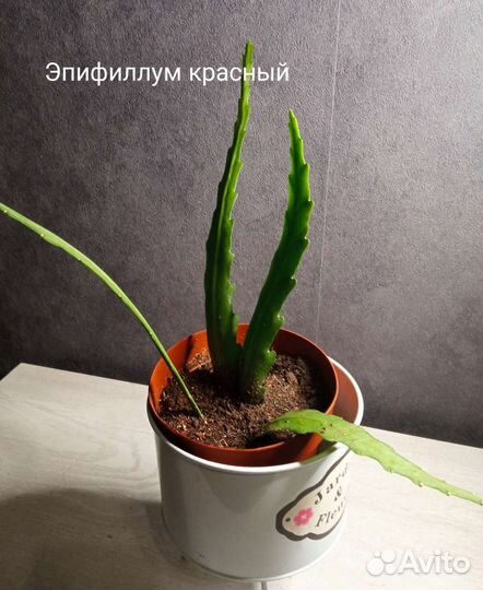 Эпифиллум красный