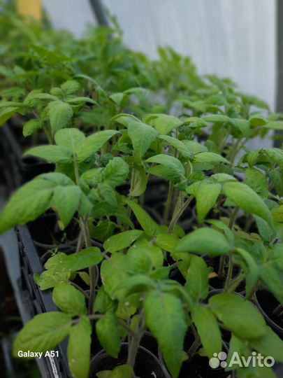 Дендробиум