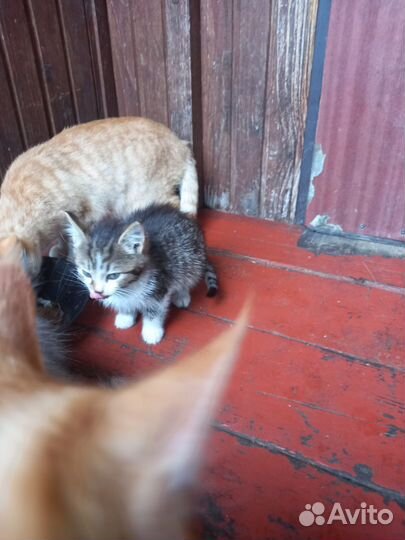 Котята в добрые руки девочки