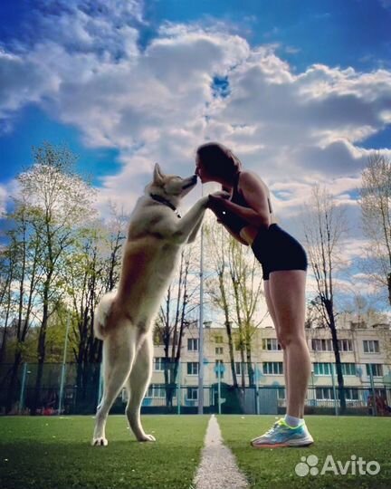 Акита ину вязка