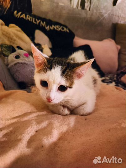 Котенок девочка