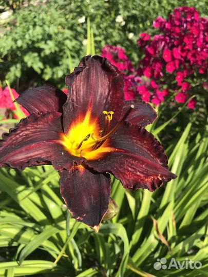 Продам лилейники