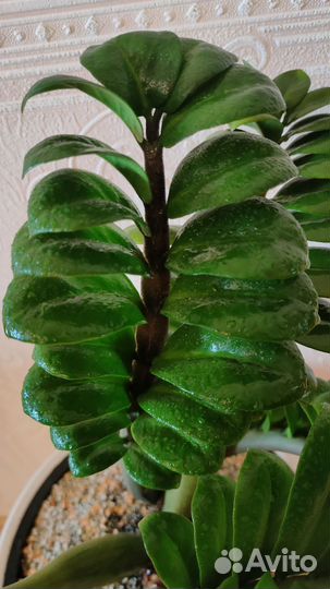 Замиокулькас Зензи