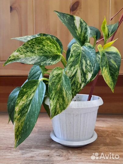 Эпипремнум Сциндапсус