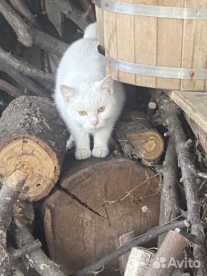 Кошка ищет дом