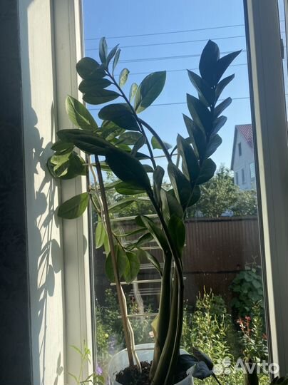 Замиокулькас