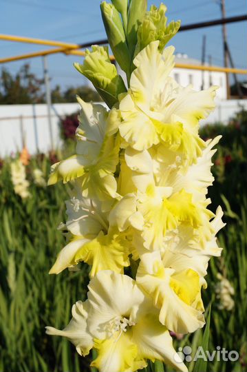 Гладиолусы