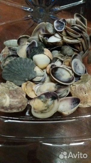 Ракушки Черноморские