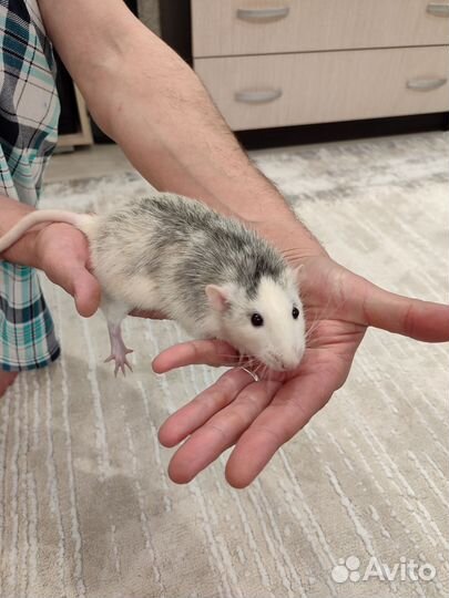 Крыса дамбо мальчик