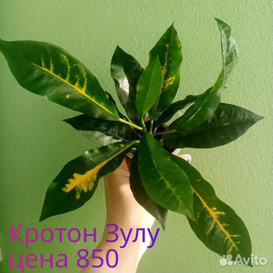 Кротоны 3 сорта