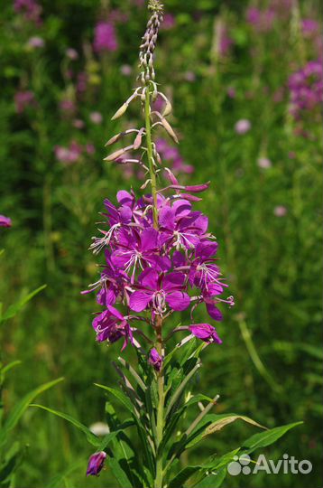 Кипрей, Иван-чай (саженцы, семена)