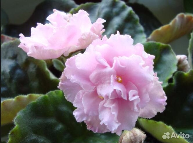 Эухарис или амазонская лилия