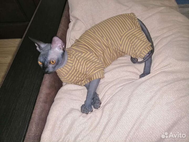 Канадский сфинкс вязка