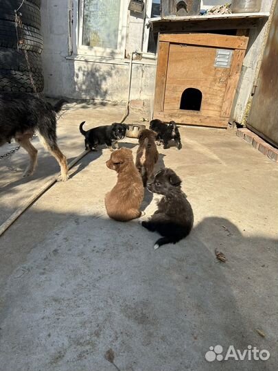 Собака в добрые руки,щенок