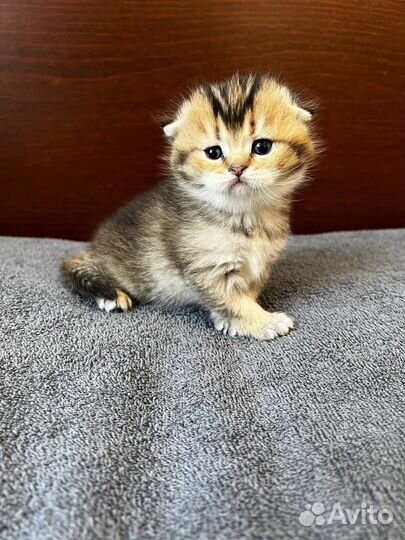 Шотландские котята