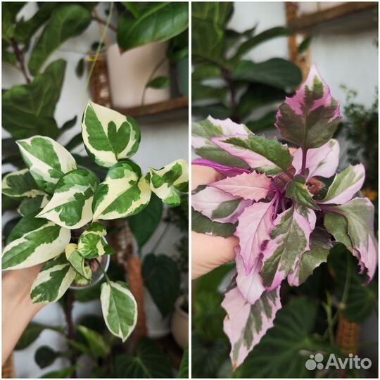 Комнатные растения