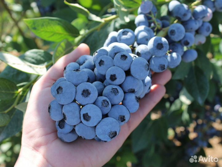 Голубика сорт Bluecrop 2 года