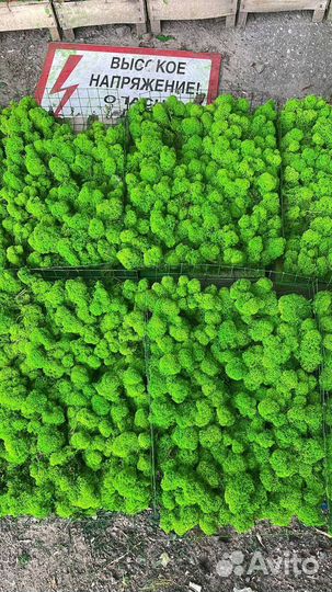 Стабилизированный мох ягель Зелёное Яблоко