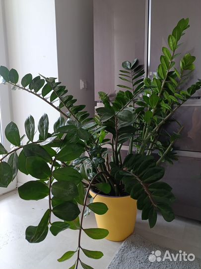 Комнатное растение для дома и офиса Замиокулькас