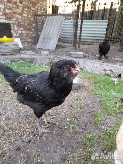 Цыплята: Брама, Гергебильские