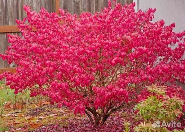 Бересклеты, Сныть, Золотарник, Окопник
