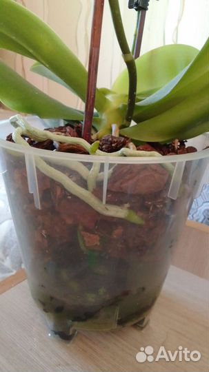 Орхидея ароматная Лиодоро