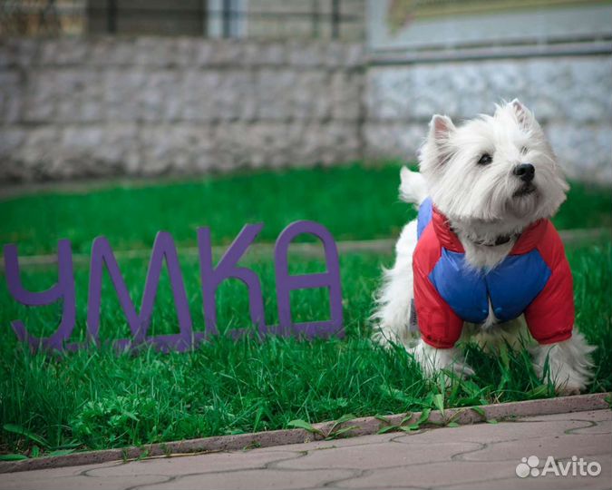 Одежда на грязь и снег для собак