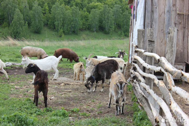 Козы разных пород, козлята нубийской породы