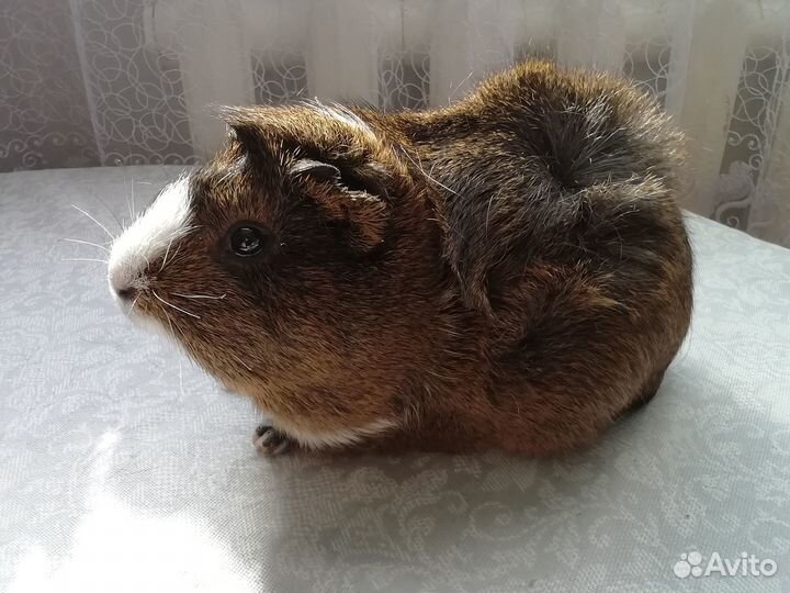 Морские свинки