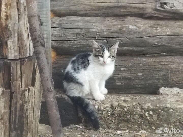 Котята в добрые руки бесплатно