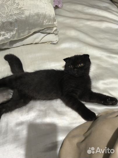 Вислоухая кошка
